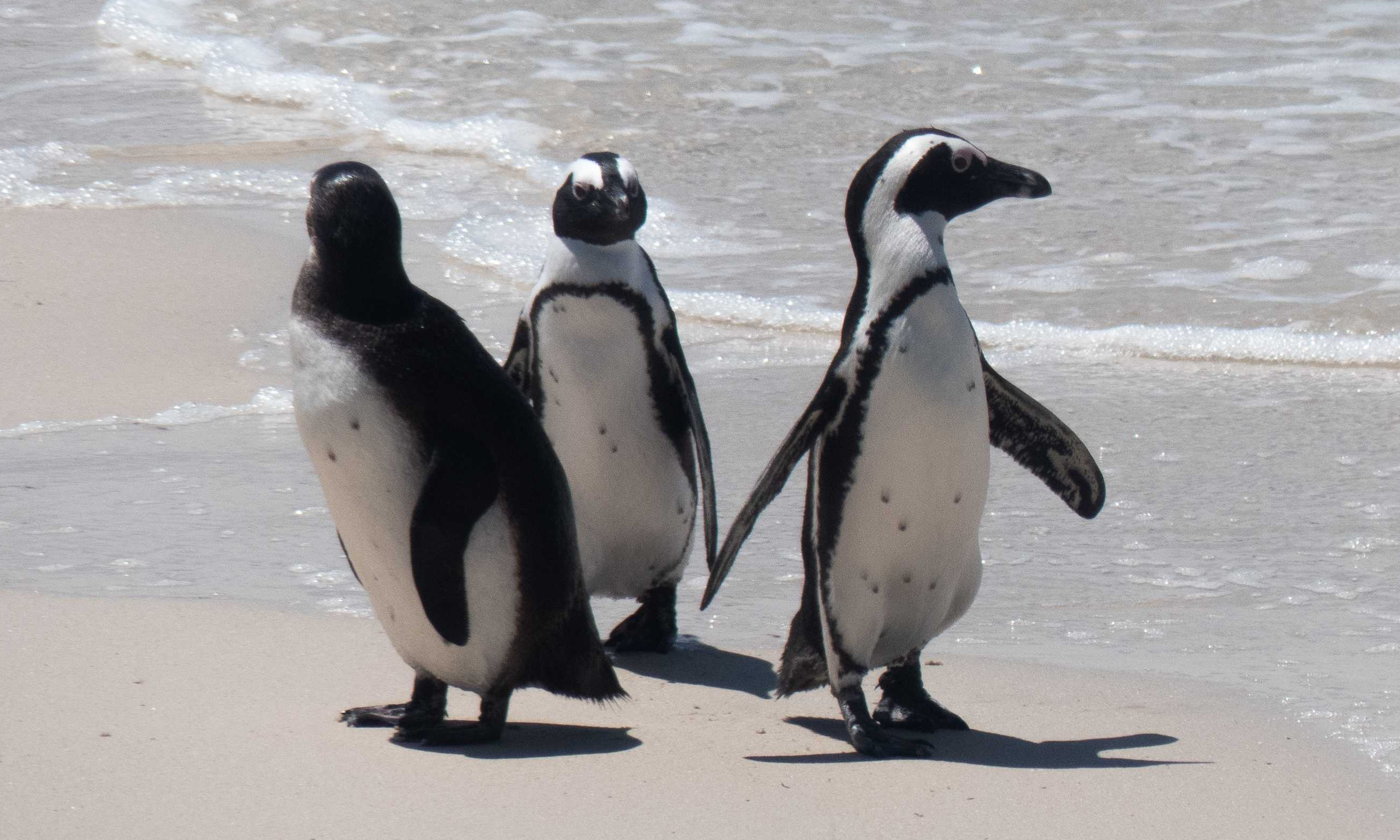 African penguins (Spheniscus demersus)