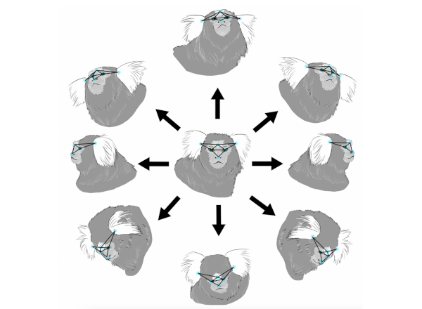 Marmoset Tracking