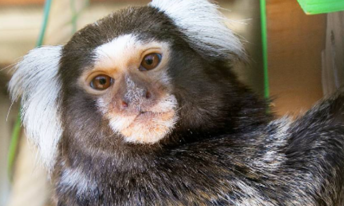 Marmosets (Callithrix jacchus)