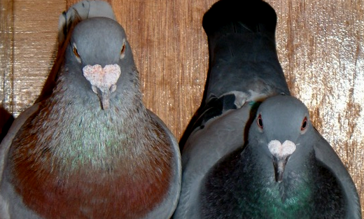 Homing pigeons (Columba livia)