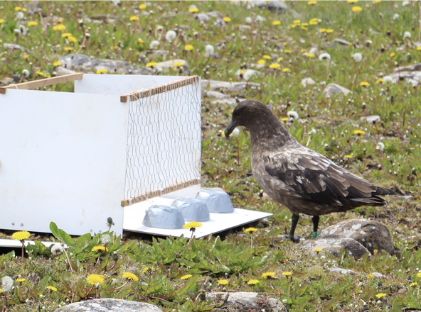 Skua performing 3 cup task