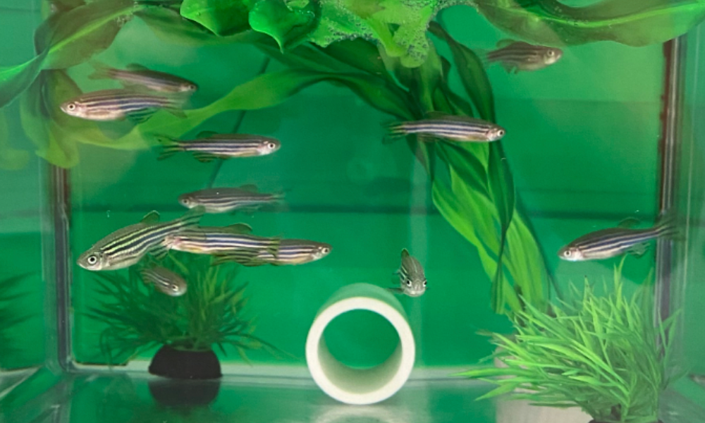 Zebrafish (Danio rerio)